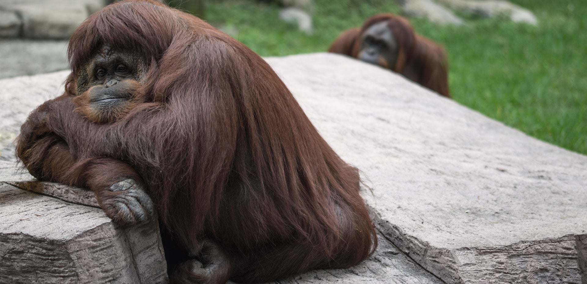 Orangutan And Sun Bear Conservation In Borneo Indonesia Oceans