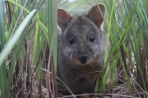 Exploring Tasmania’s rugged wilderness and historic charm