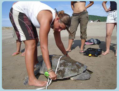 Ethical conservation travel guidance from Oceans 2 Earth Volunteers about 3 Ways to Explore and Travel with Purpose in Tropical Northern Queensland