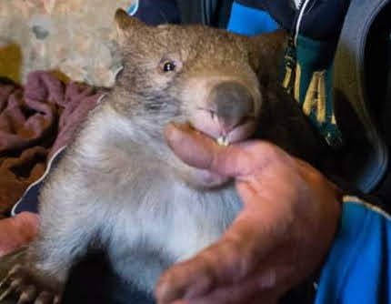 Australian Volunteering Project Caring for Wombats Open in July -  Oceans2Earth