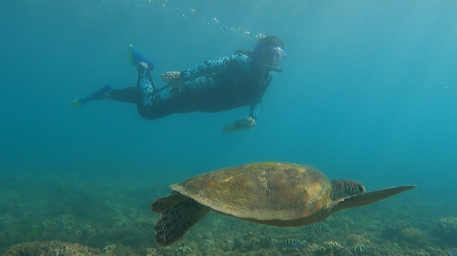 Island Reef Research and Conservation