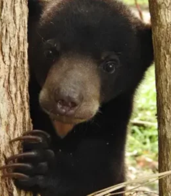 Orangutan And Sun Bear Conservation