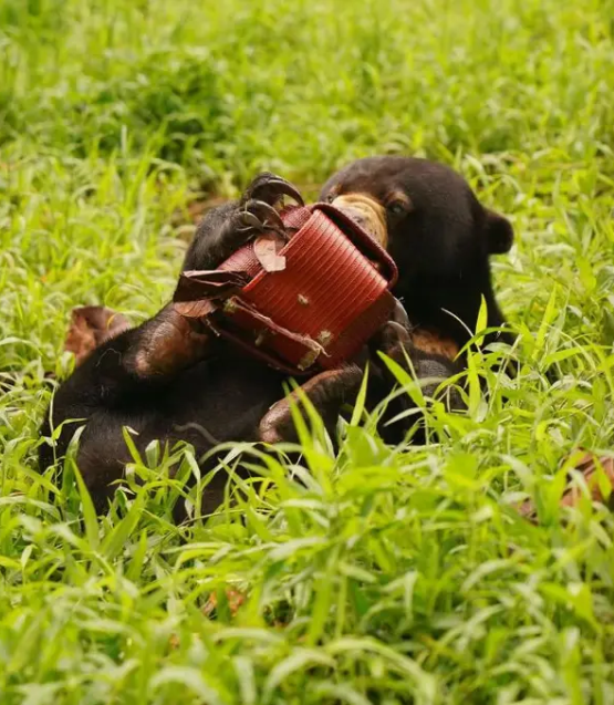 Orangutan And Sun Bear Conservation
