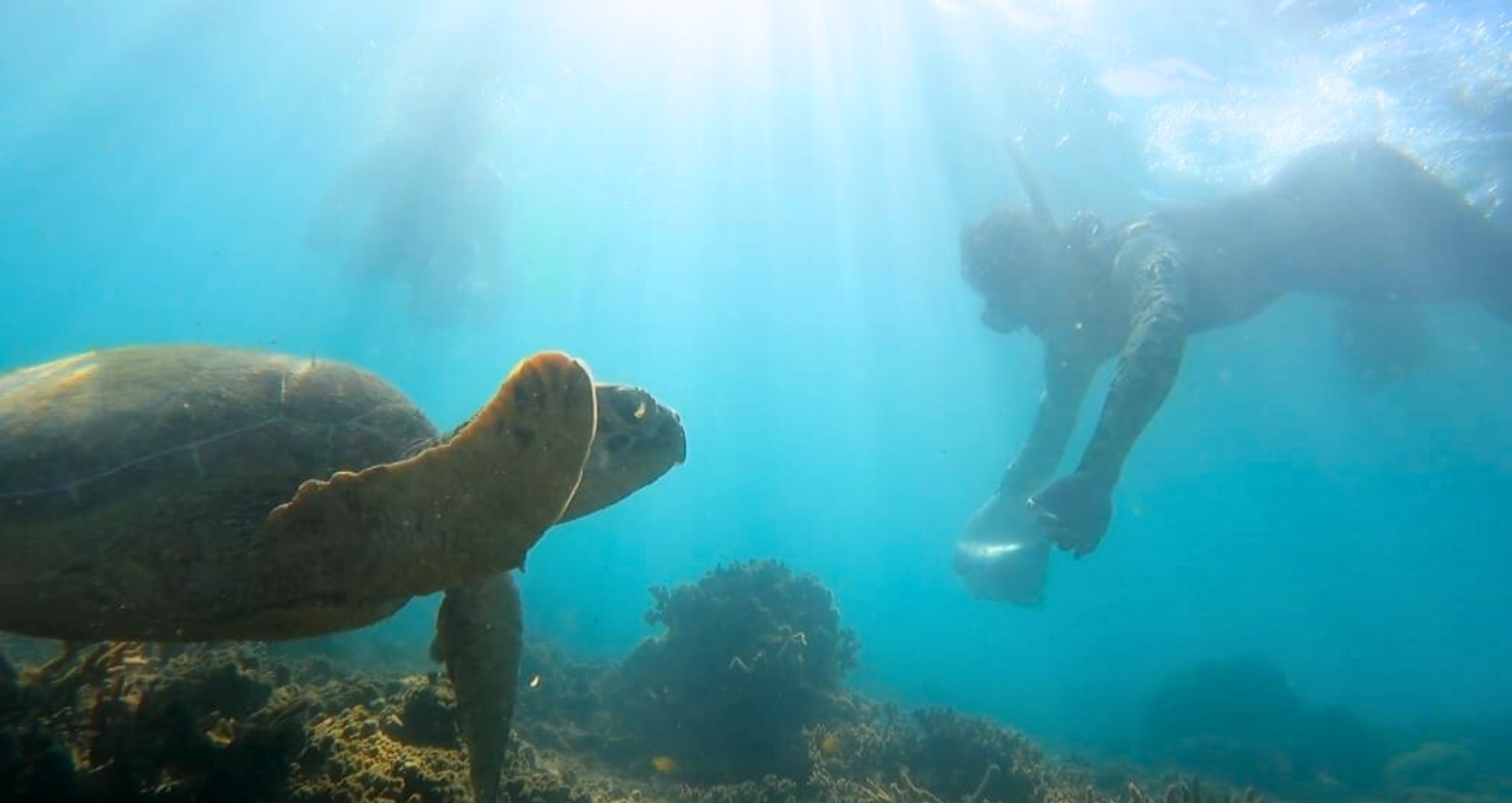 Reef & Rainforest Adventure