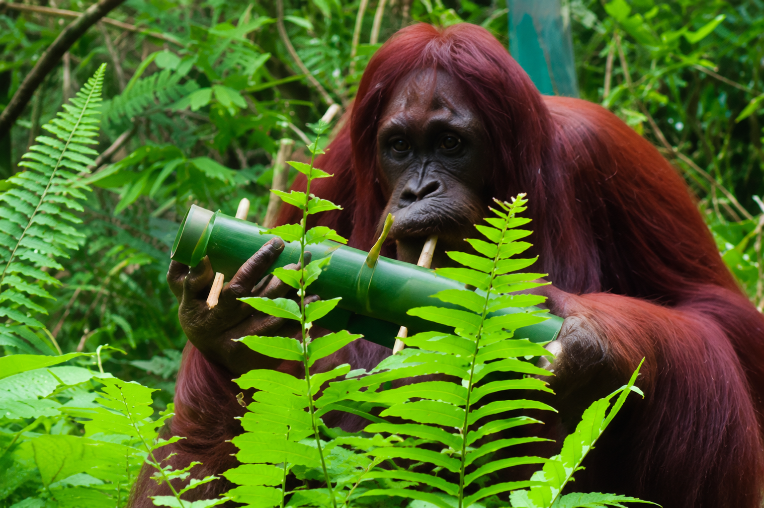 Orangutan And Sun Bear Conservation