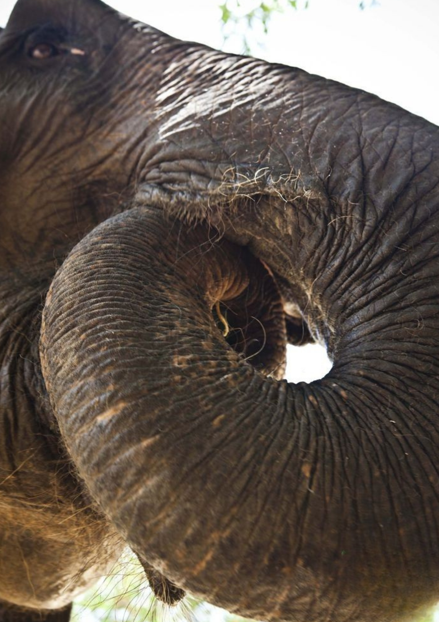 Care for rescued elephants in Thailand