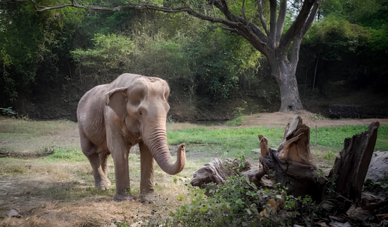 Volunteers supporting Thai Elephant Sanctuary through ethical conservation project work