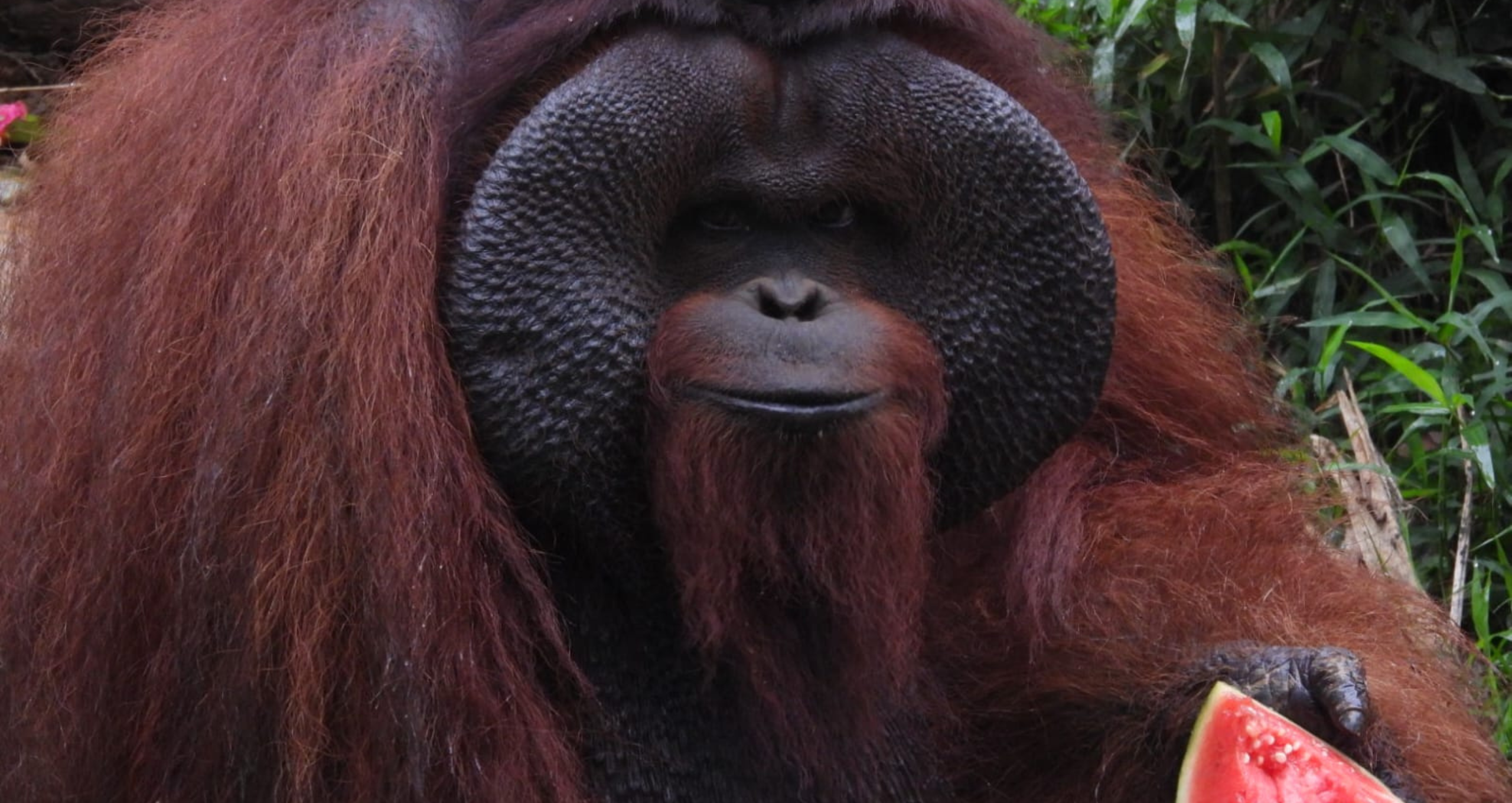 Orangutan And Sun Bear Conservation
