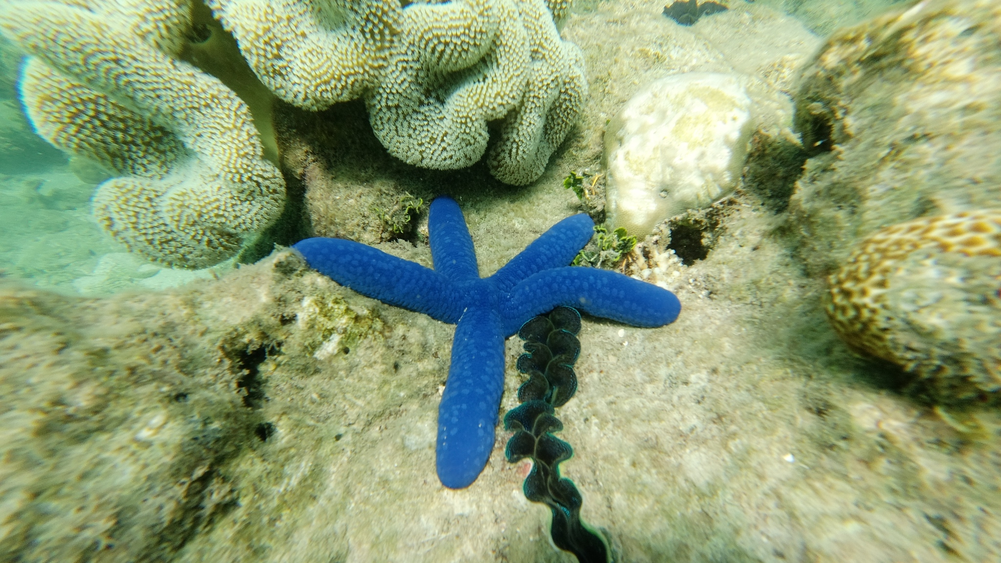 Great Barrier Reef Marine Conservation