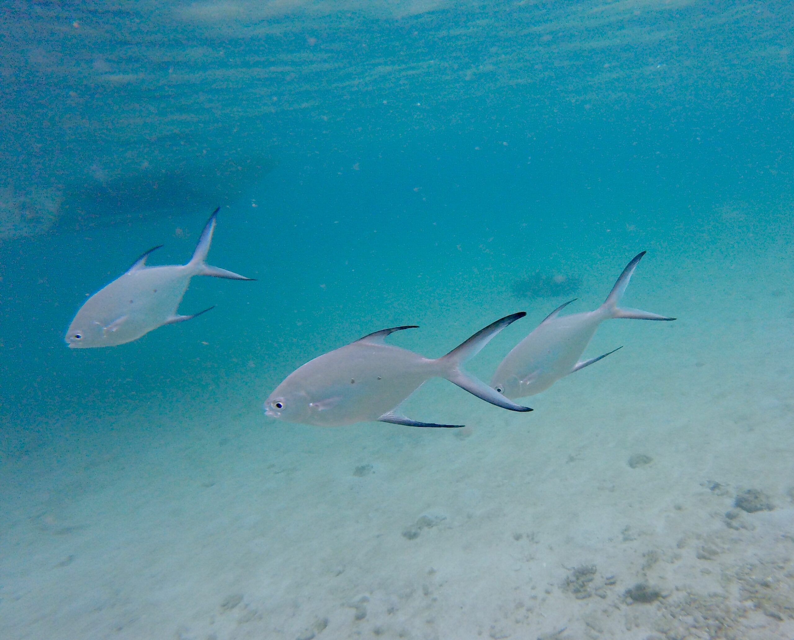 Diploma of Marine Conservation Volunteering