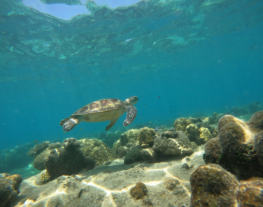 Join a one-day reef conservation experience from Cairns