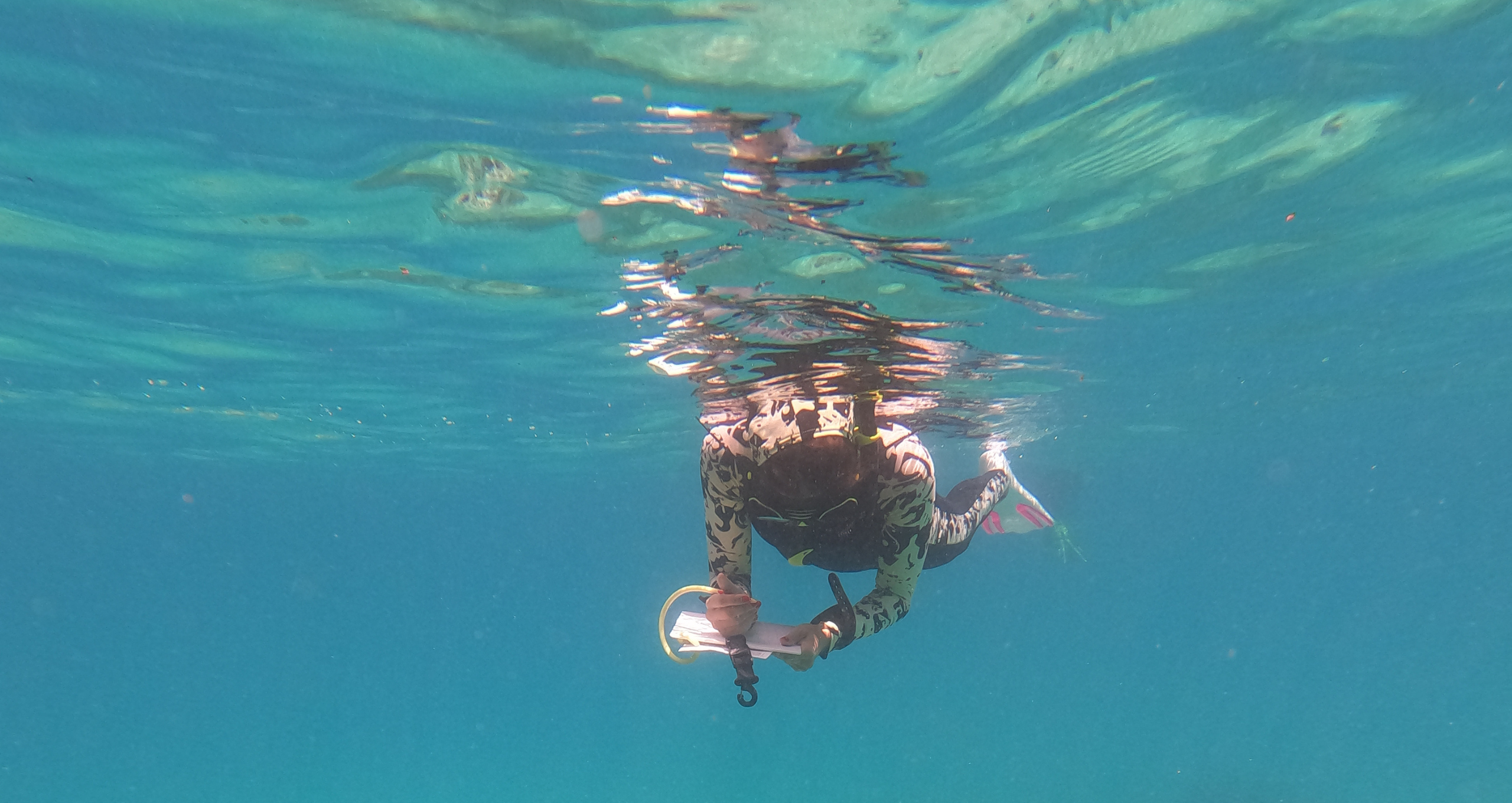 Diploma of Marine Conservation Volunteering