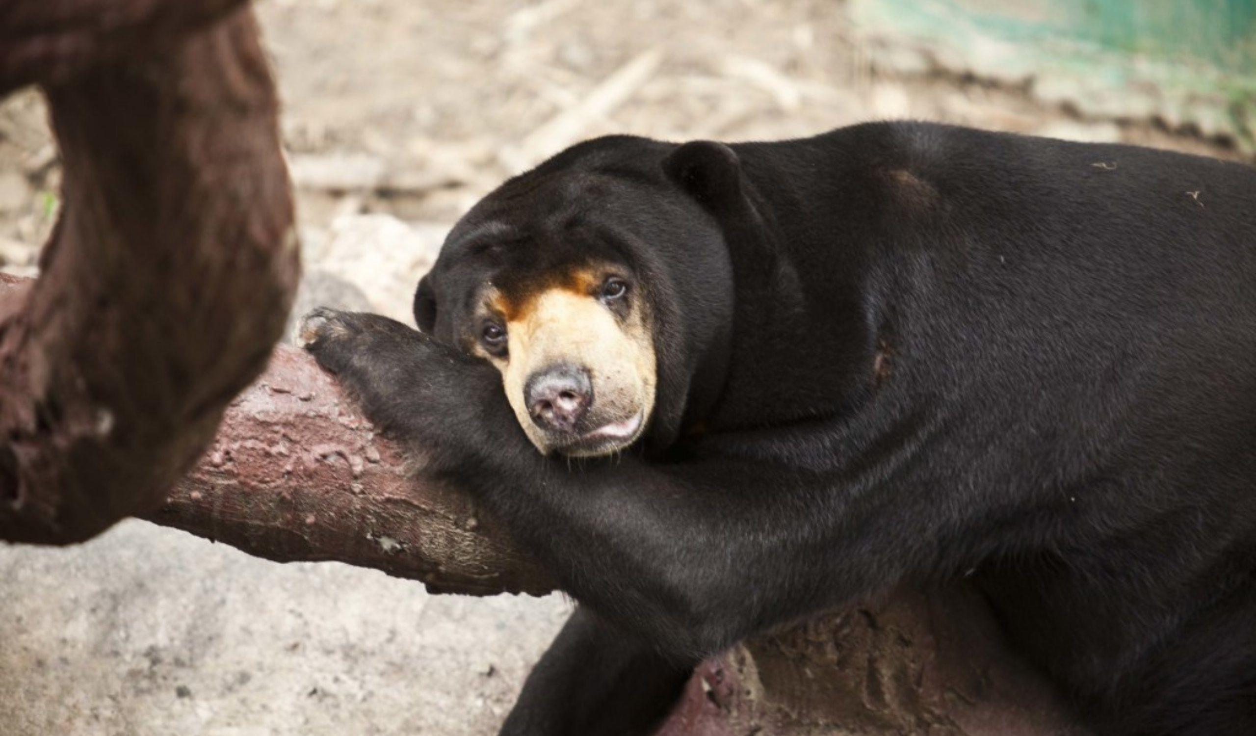 Thai Wildlife Rehabilitation & Care