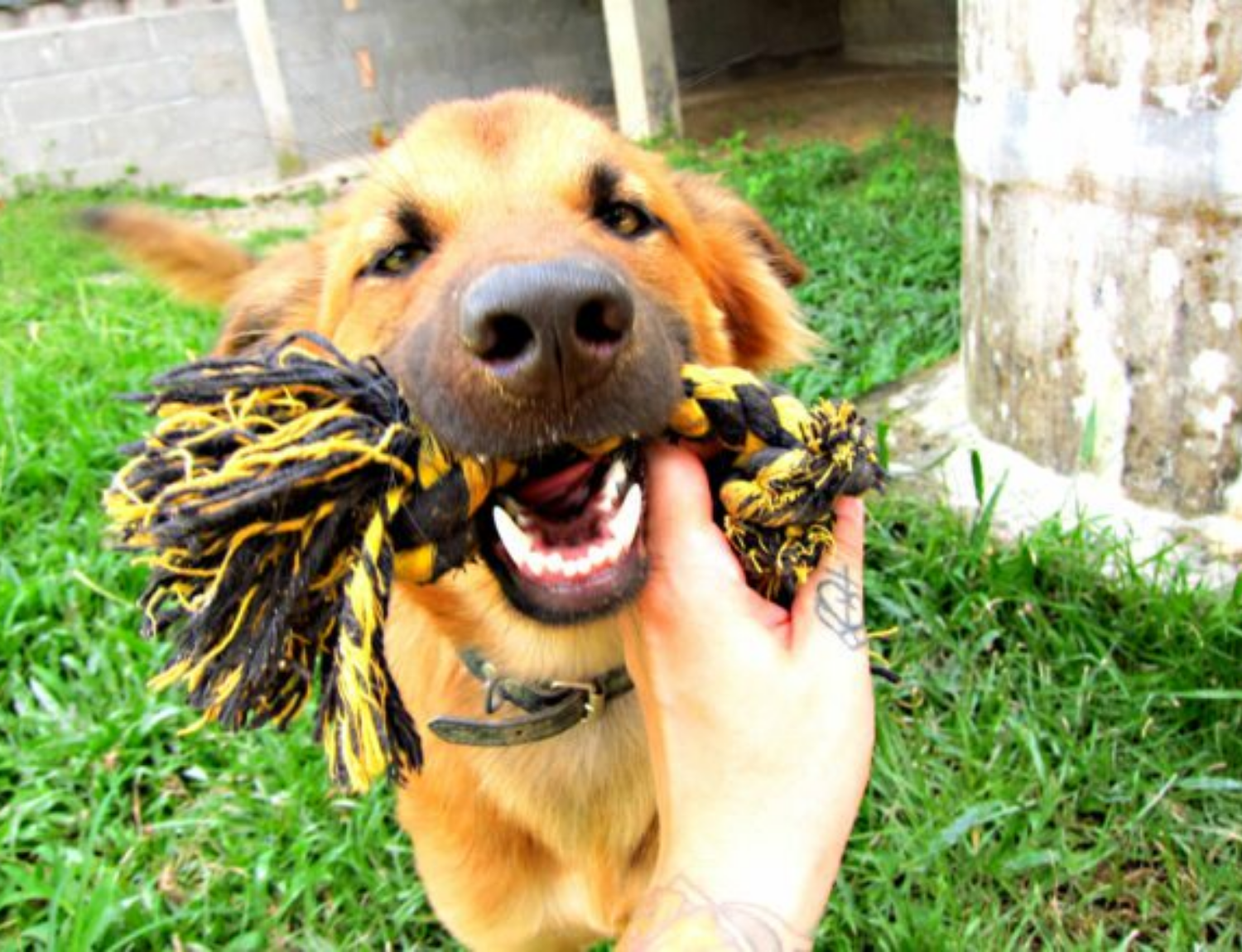 Support dogs and cats at a Thai island rescue shelter