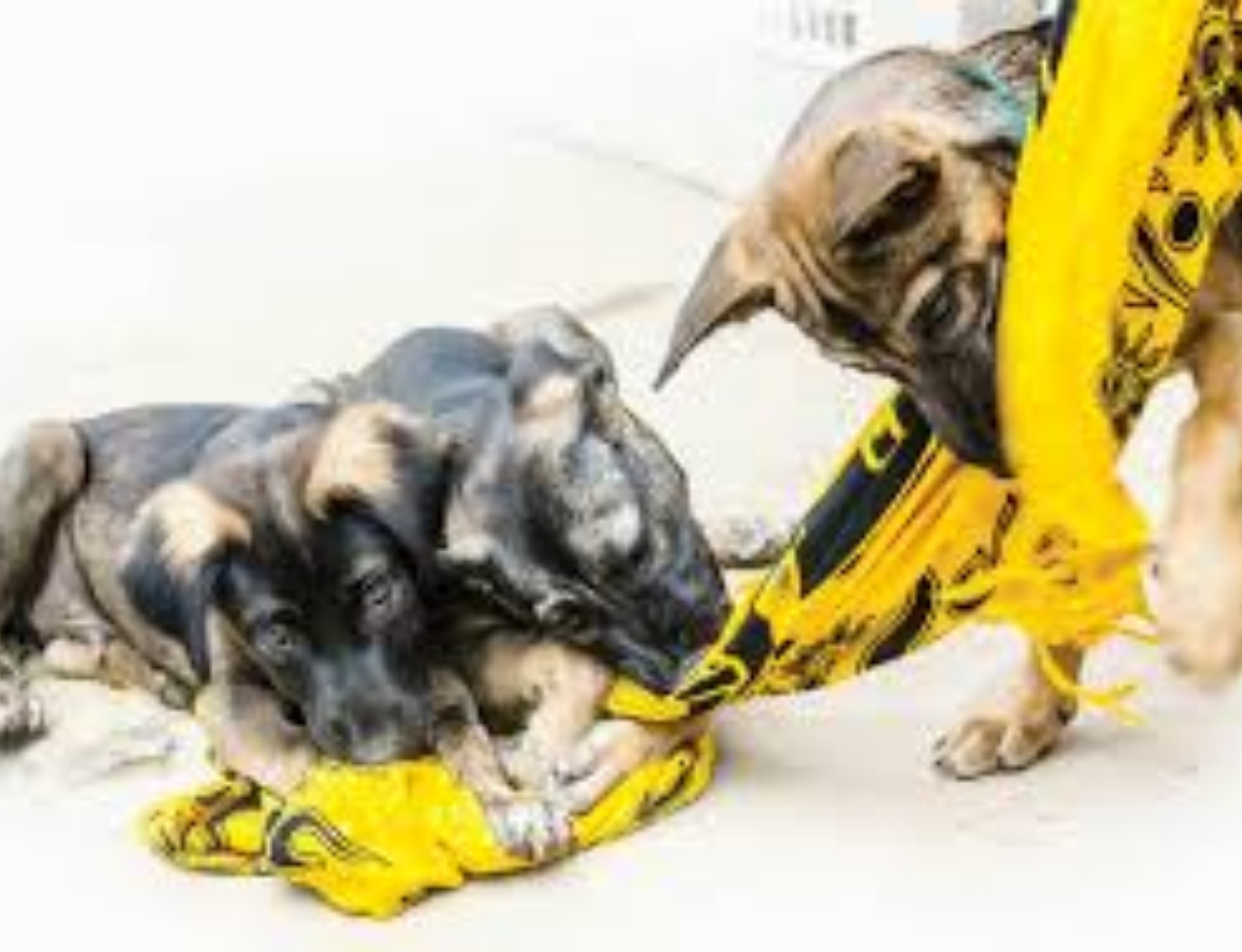 Thai Island Dog & Cat Shelter
