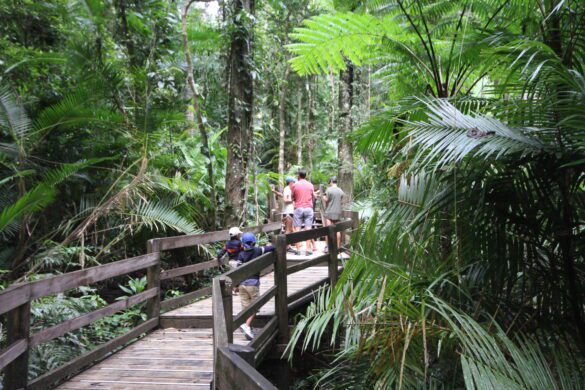 Reef & Rainforest Adventure