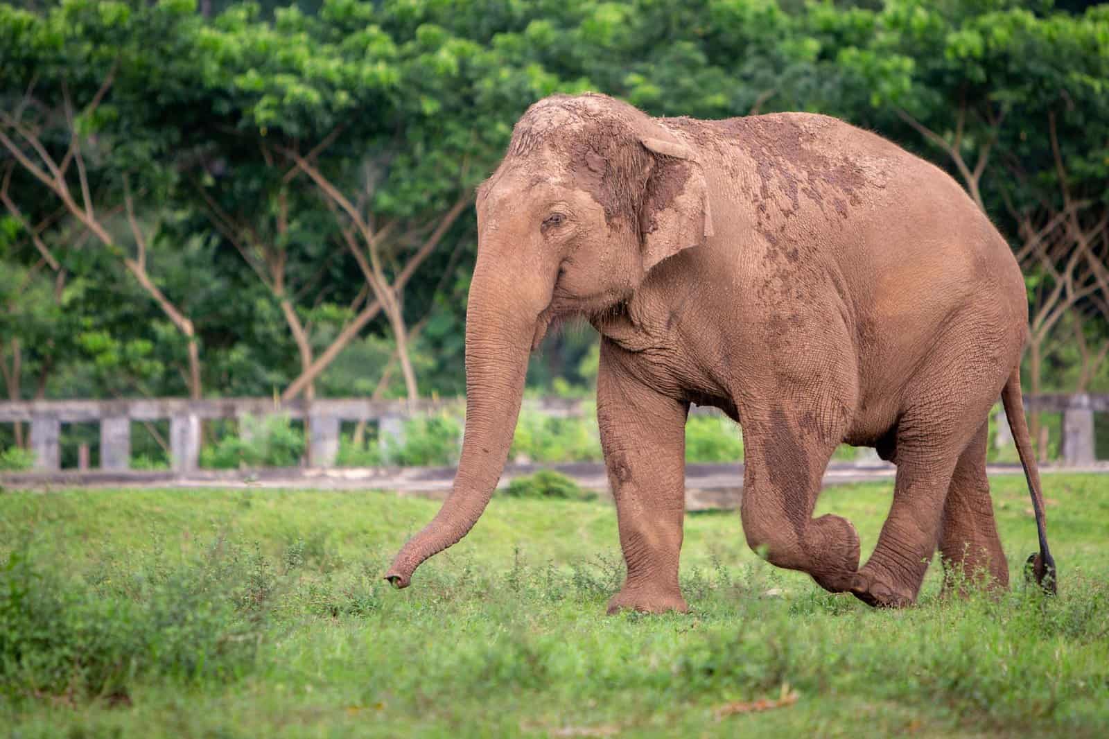 Northern Thailand Elephant Sanctuary