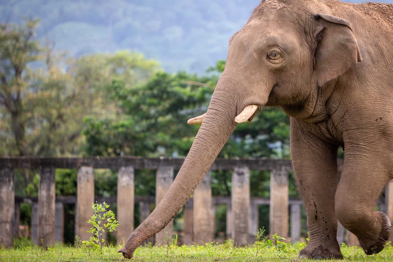Northern Thailand Elephant Sanctuary