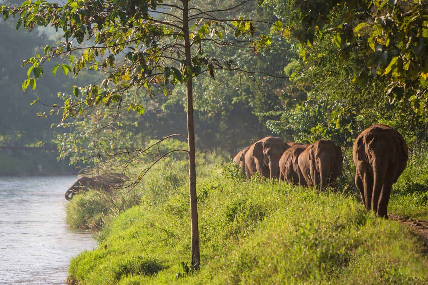 Northern Thailand Elephant Sanctuary