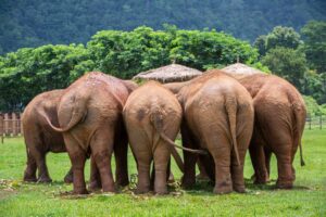 Volunteers supporting Northern Thailand Elephant Sanctuary through ethical conservation project work