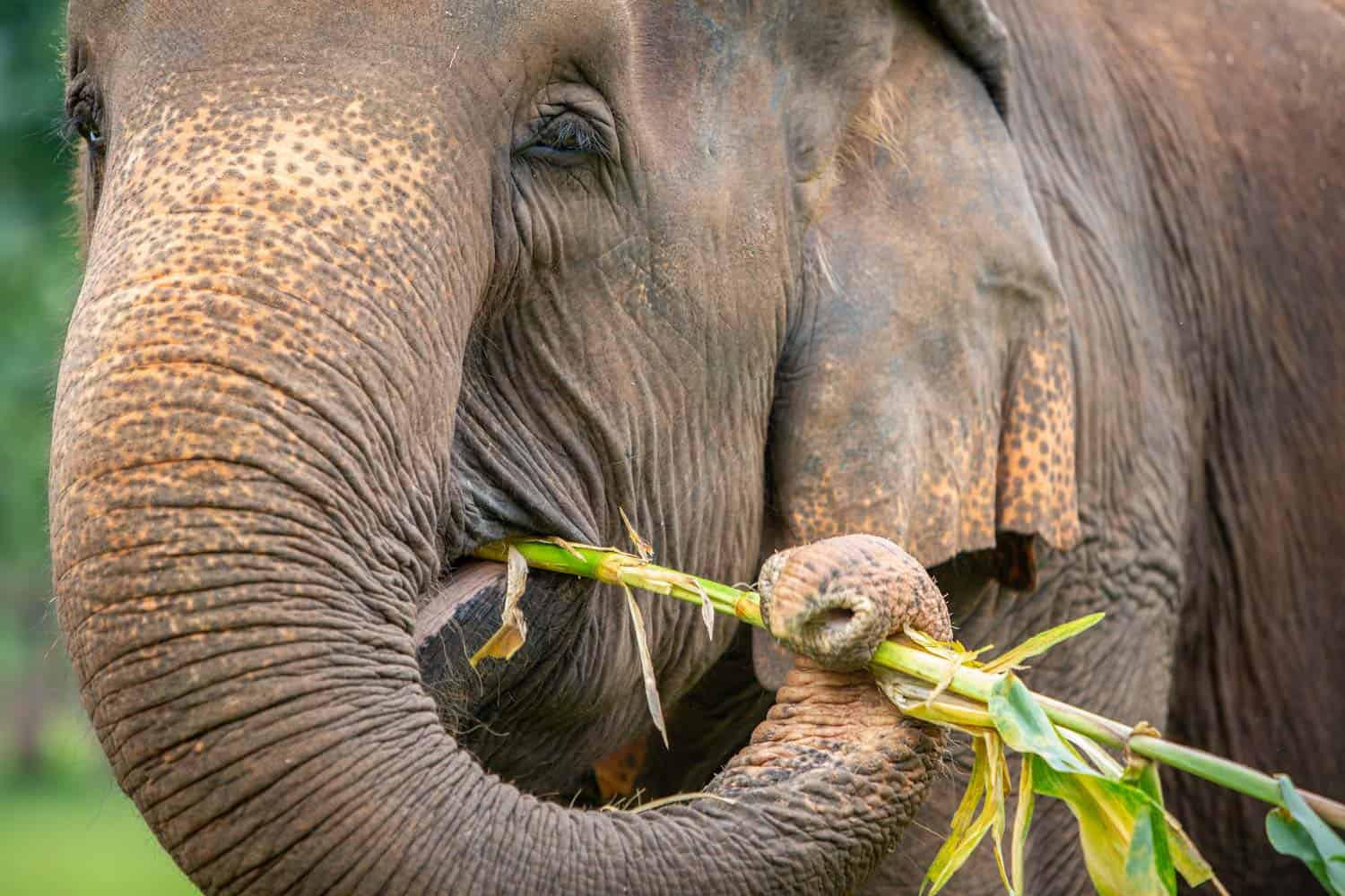 Northern Thailand Elephant Sanctuary