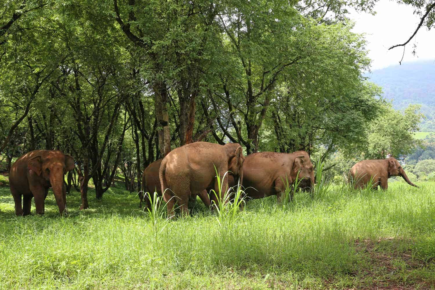 Northern Thailand Elephant Sanctuary