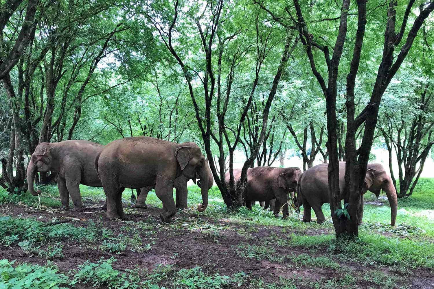 Northern Thailand Elephant Sanctuary