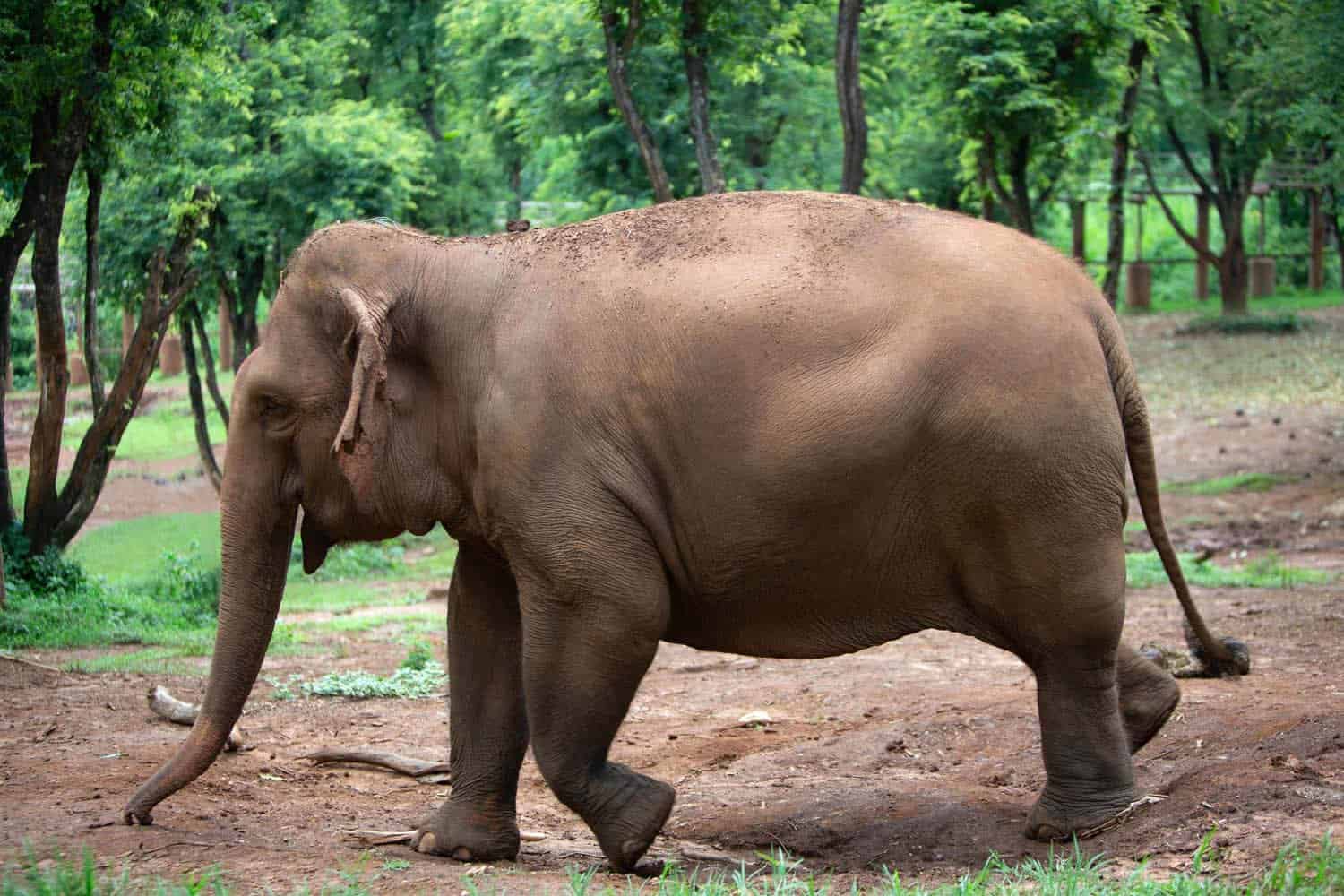 Northern Thailand Elephant Sanctuary