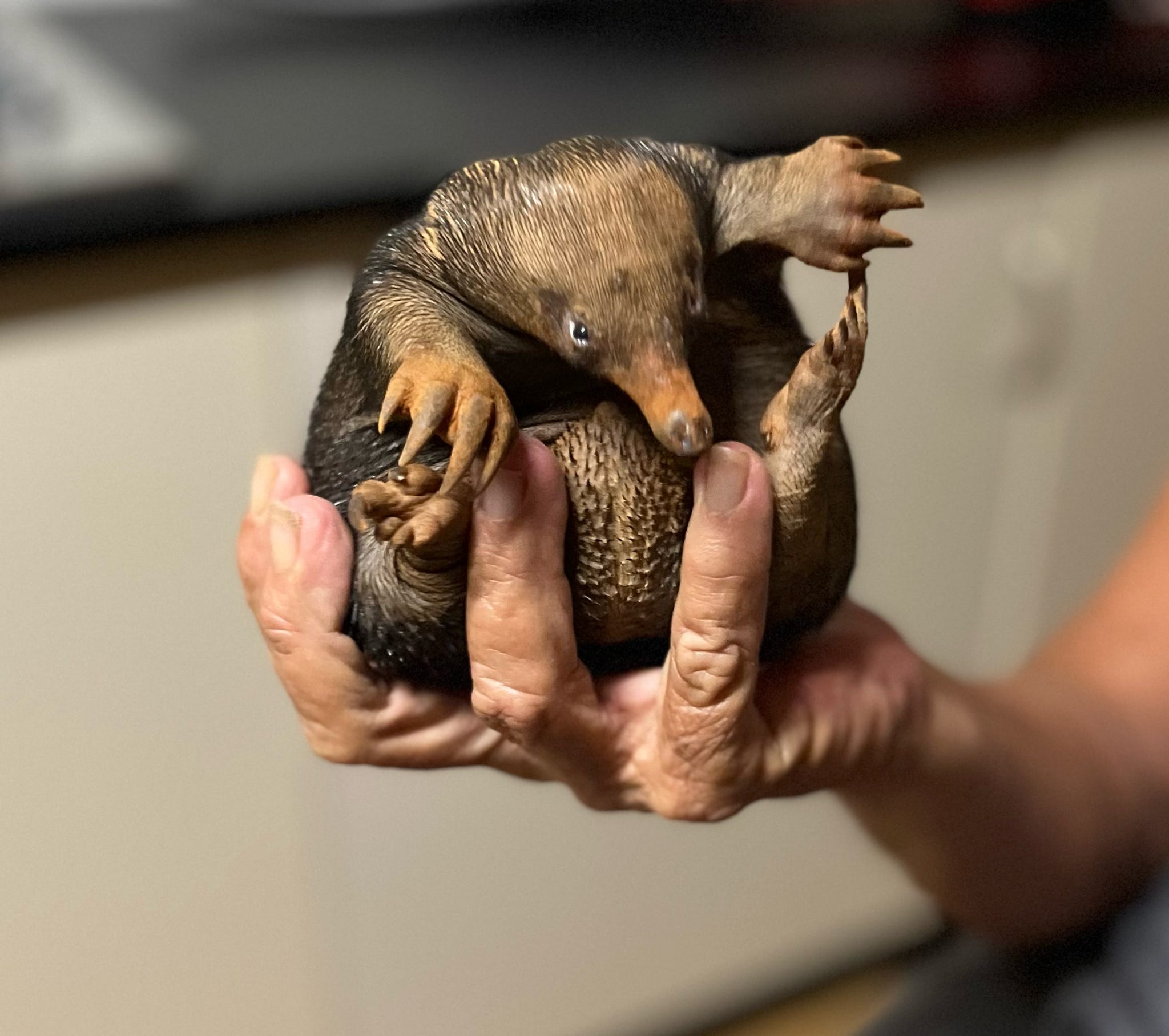 Endangered Species Wildlife Conservation & Turtle Rehabilitation
