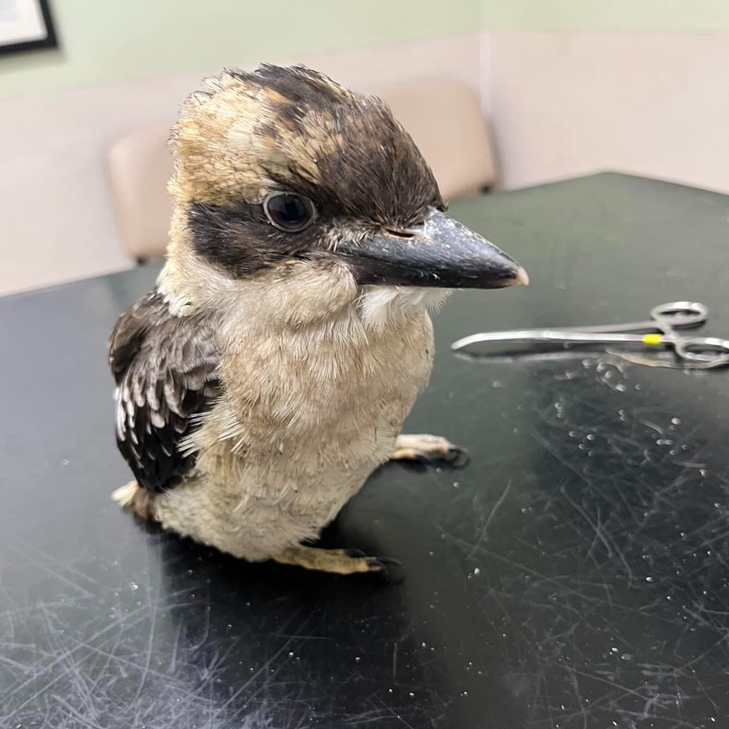 Endangered Species Wildlife Conservation & Turtle Rehabilitation