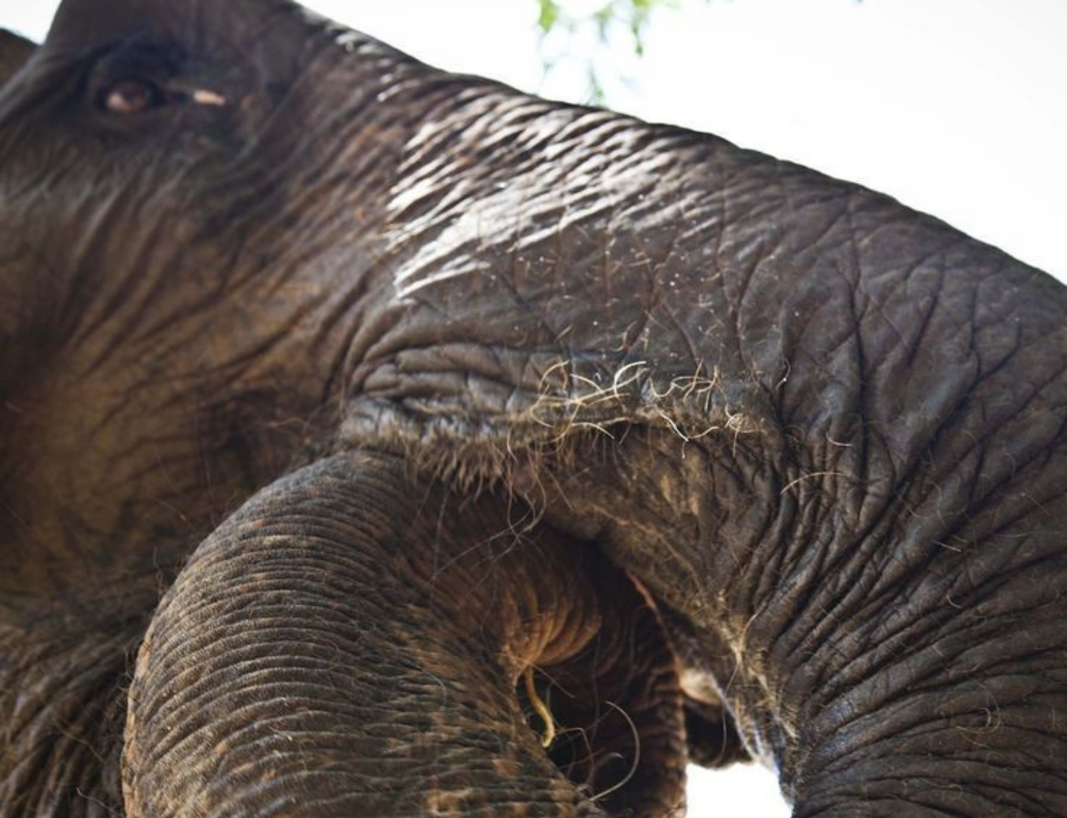 Thai Elephant Sanctuary