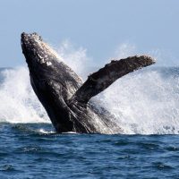 Oceans-2-Earth-Volunteers-Whale_Research_Project (20)